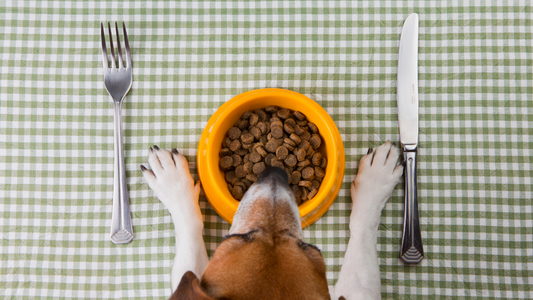 Nourishing Your Furry Friend: The Best Foods for a Happy, Healthy Pet