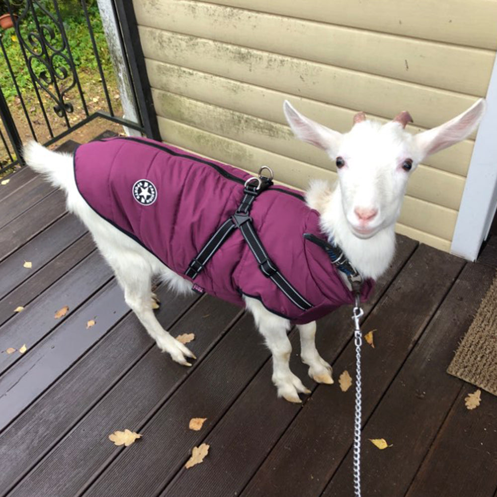 Ropa impermeable para perros, abrigo de invierno con arnés, ropa cálida para mascotas, chaqueta para perros grandes, disfraz de abrigo para Labrador Chihuahua