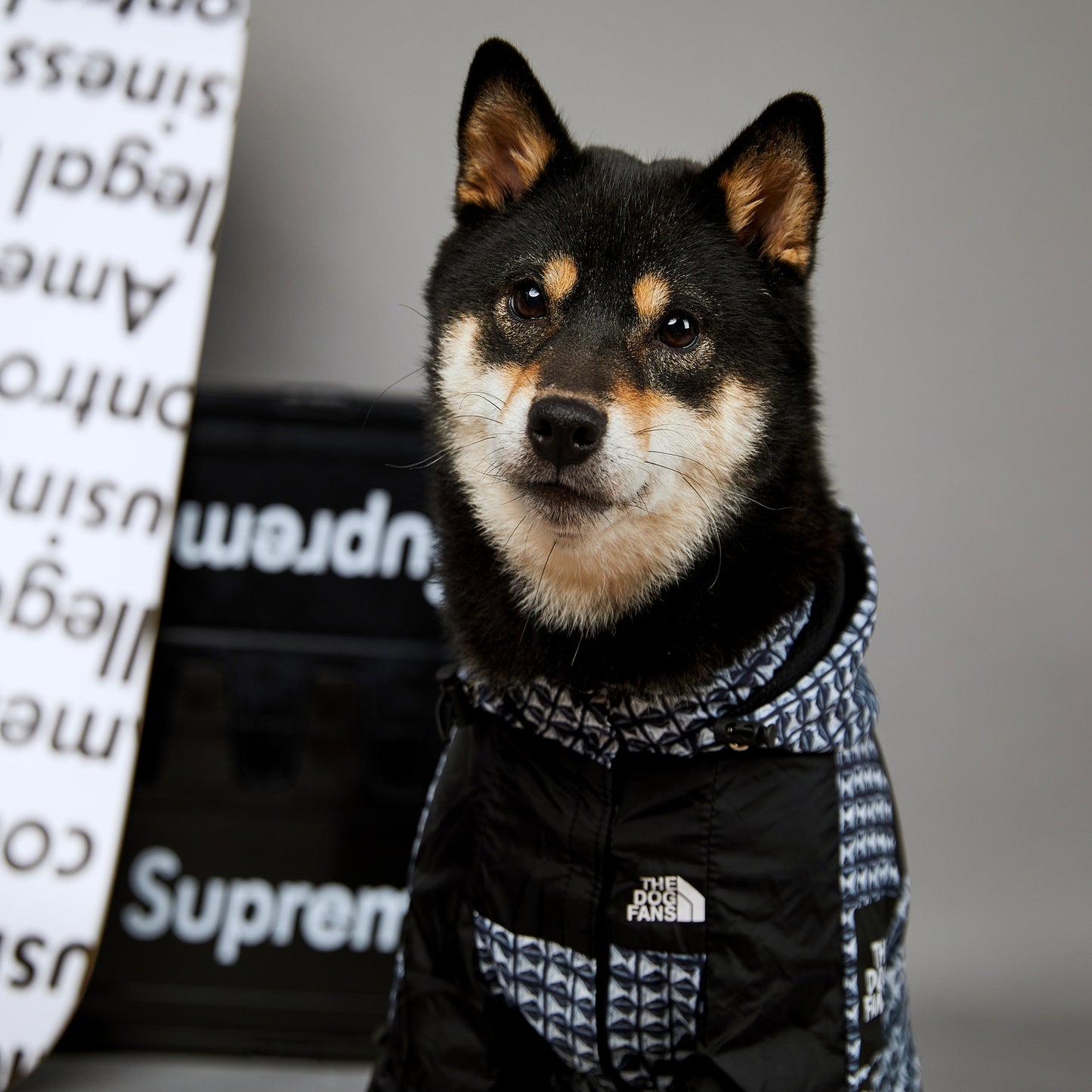 Veste imperméable coupe-vent et imperméable pour chien, nouvelle marque de mode