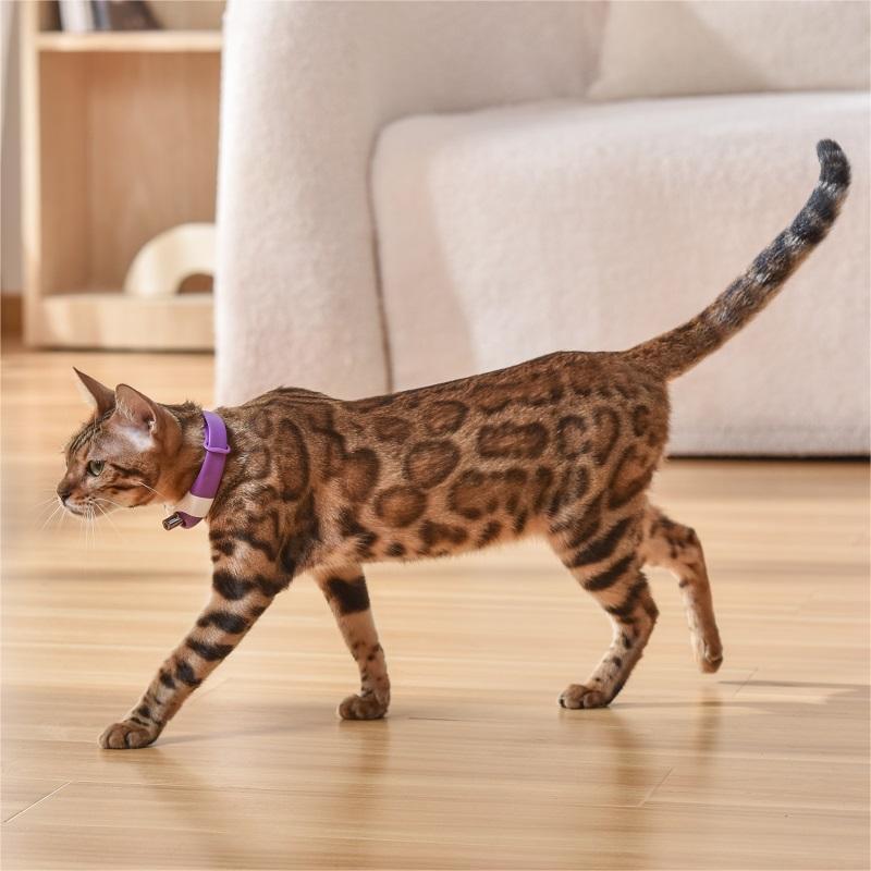 Collier laser jouet pour chat de compagnie