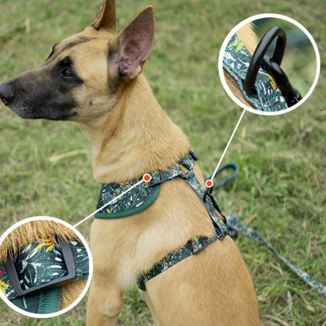 Ensemble de harnais et de corde de transport pour animaux de compagnie avec gilet réglable