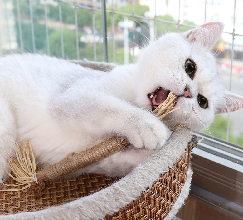 Bâton molaire en bois Polygonum pour chat, jouet de nettoyage des dents, chaton résistant aux morsures, herbe-aux-chats, collations taquines