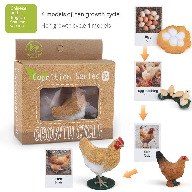 Children's Toy Animal Plant Growth Cycle