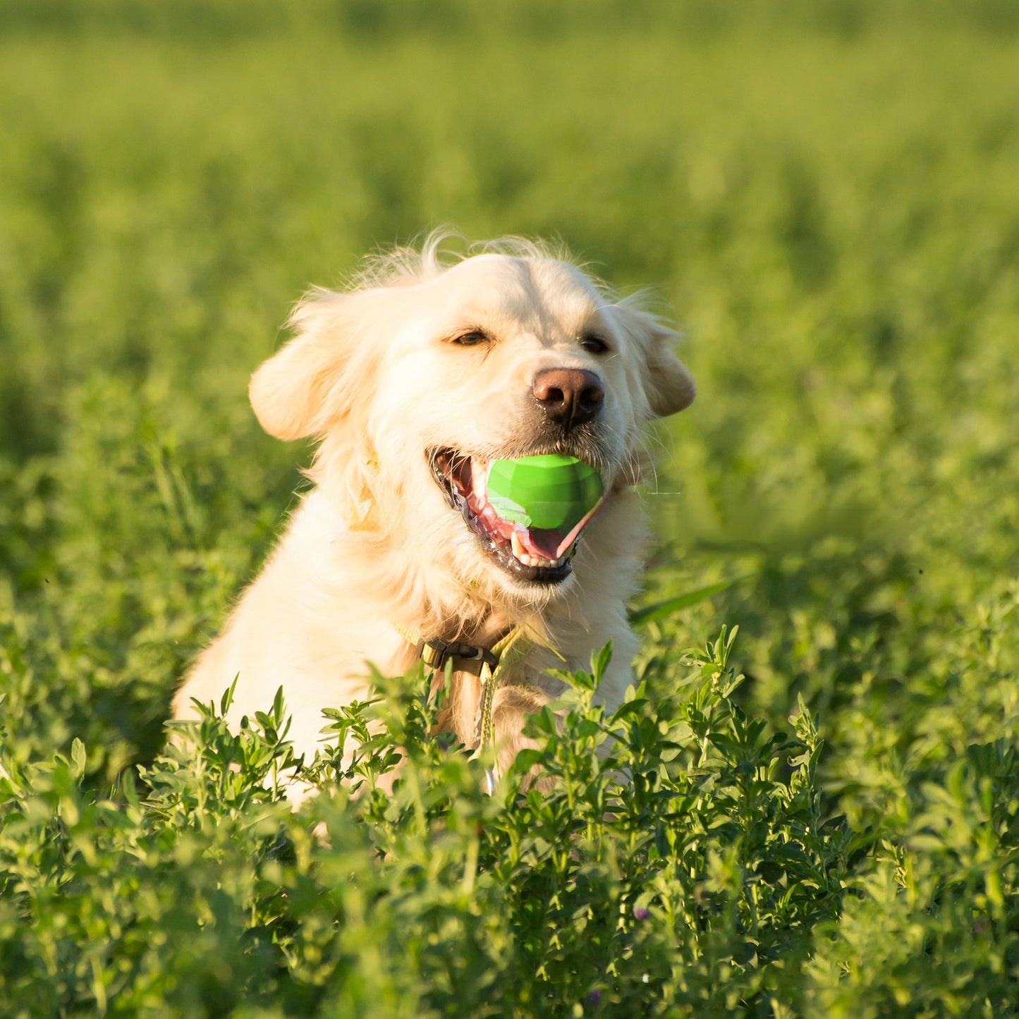 Juguete chirriante para perros para masticadores agresivos Juguetes interactivos para perros medianos y grandes Juguete para masticar con forma de pelota para limpiar los dientes de razas grandes con caucho natural no tóxico