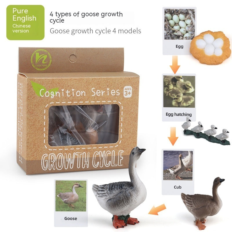 Children's Toy Animal Plant Growth Cycle