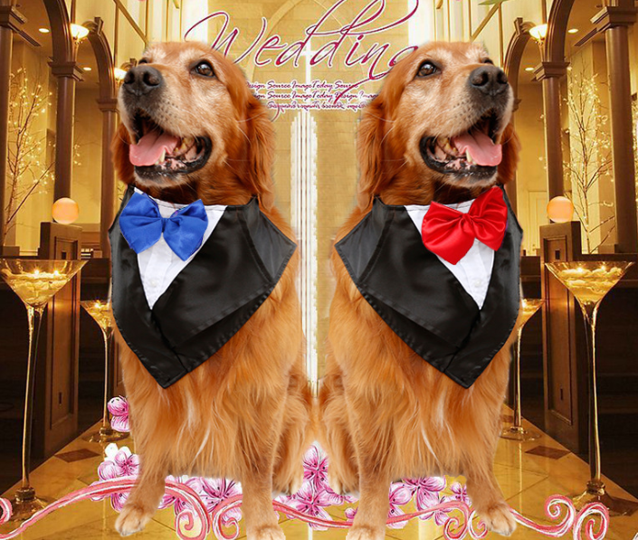 Wedding tuxedo big dog triangle scarf large dog golden hair ancient animal handsome pet scarf scarf