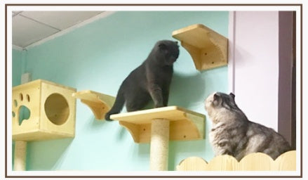 Arena para gatos de madera para montar en la pared