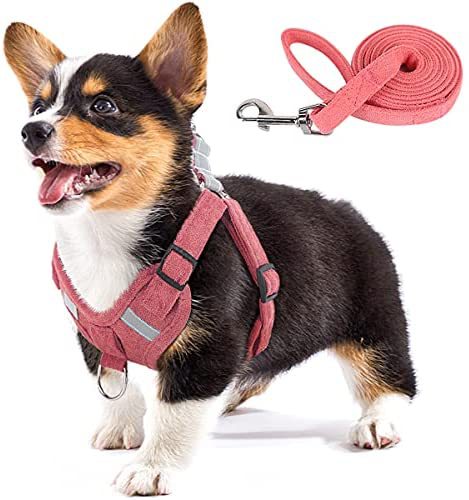 Sangle pour chien en velours, corde réfléchissante et respirante pour chien, animal de compagnie