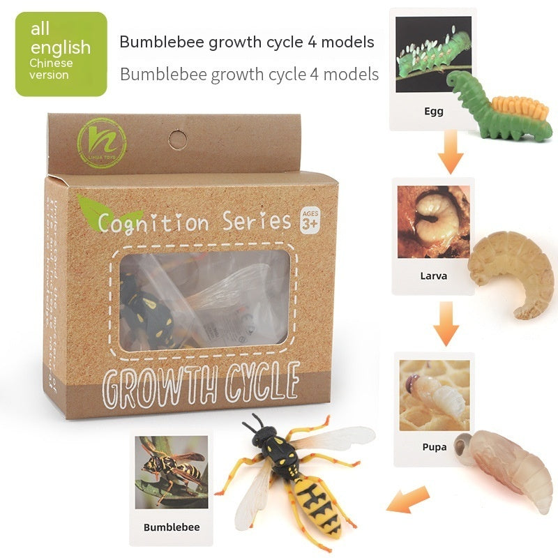 Children's Toy Animal Plant Growth Cycle