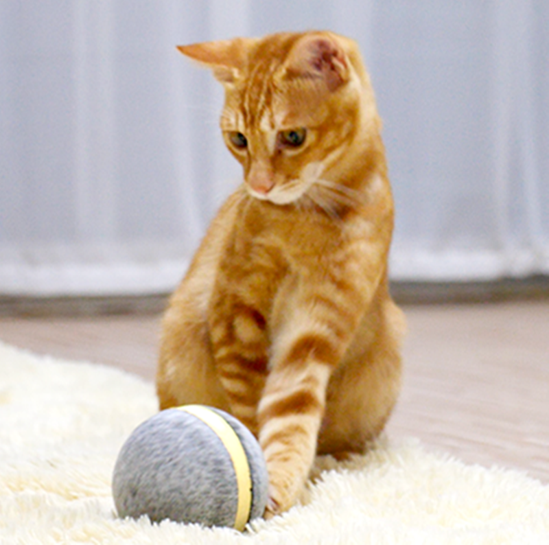 Pelota que rebota de juguete para gatos 