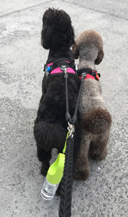 Botella de alimentación para perros y mascotas de 400ML, plástico de calidad alimentaria, para viajes al aire libre, portátil, botella de agua potable para perros, herramienta de envío