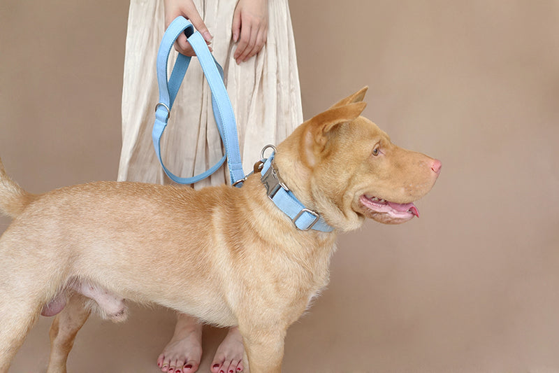 Blue pet dog collar