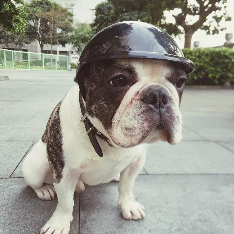 Casque jouet pour animaux de compagnie