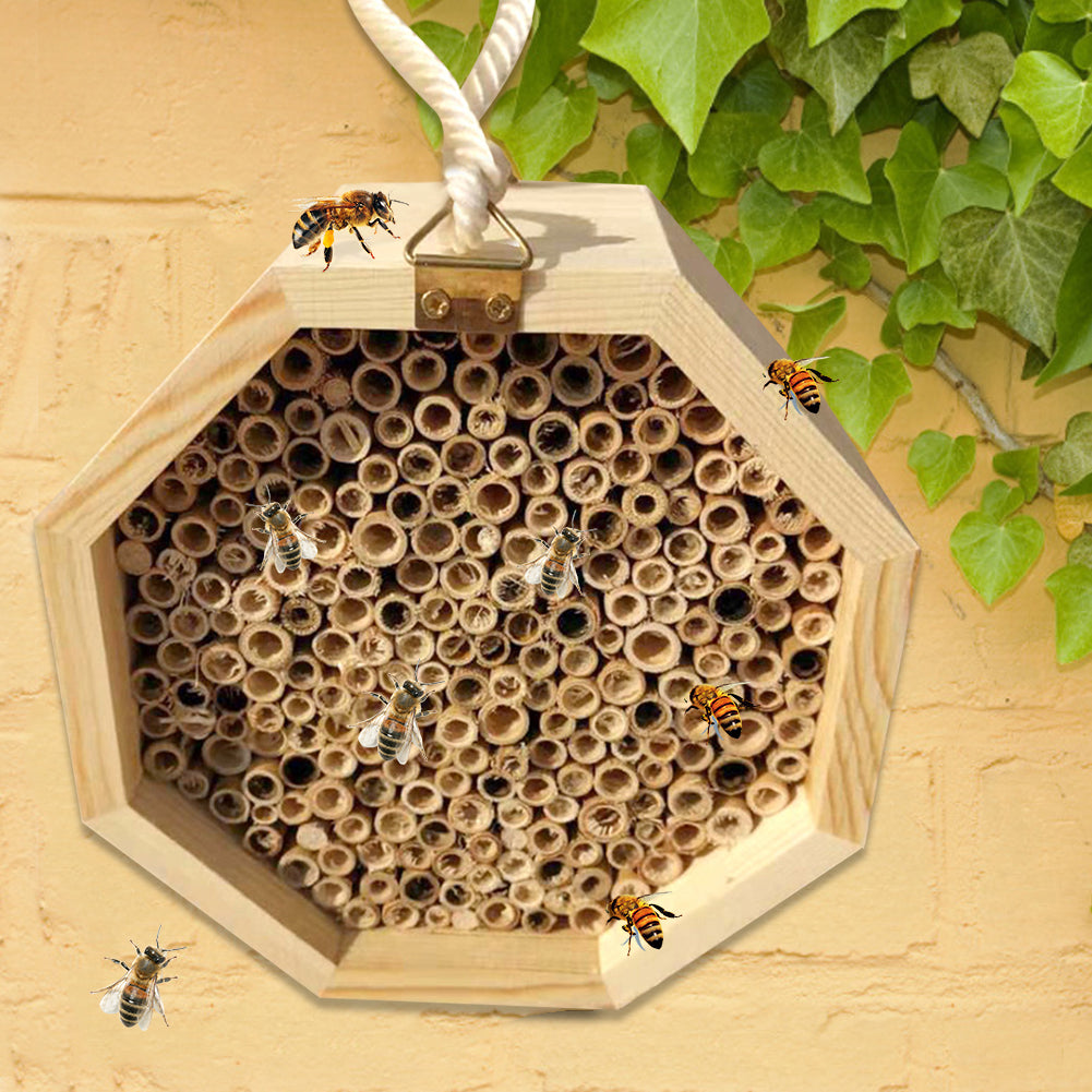 Combinaison de boîte d'élevage d'abeilles en bois