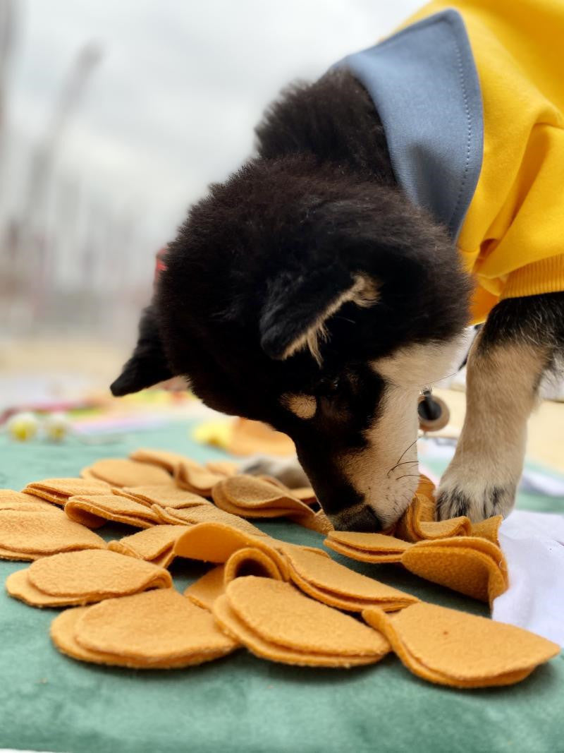 Animaux à la maison, promener le chien pour soulager l'ennui, artefact d'entraînement des chiots, Puzzle, jouet seul