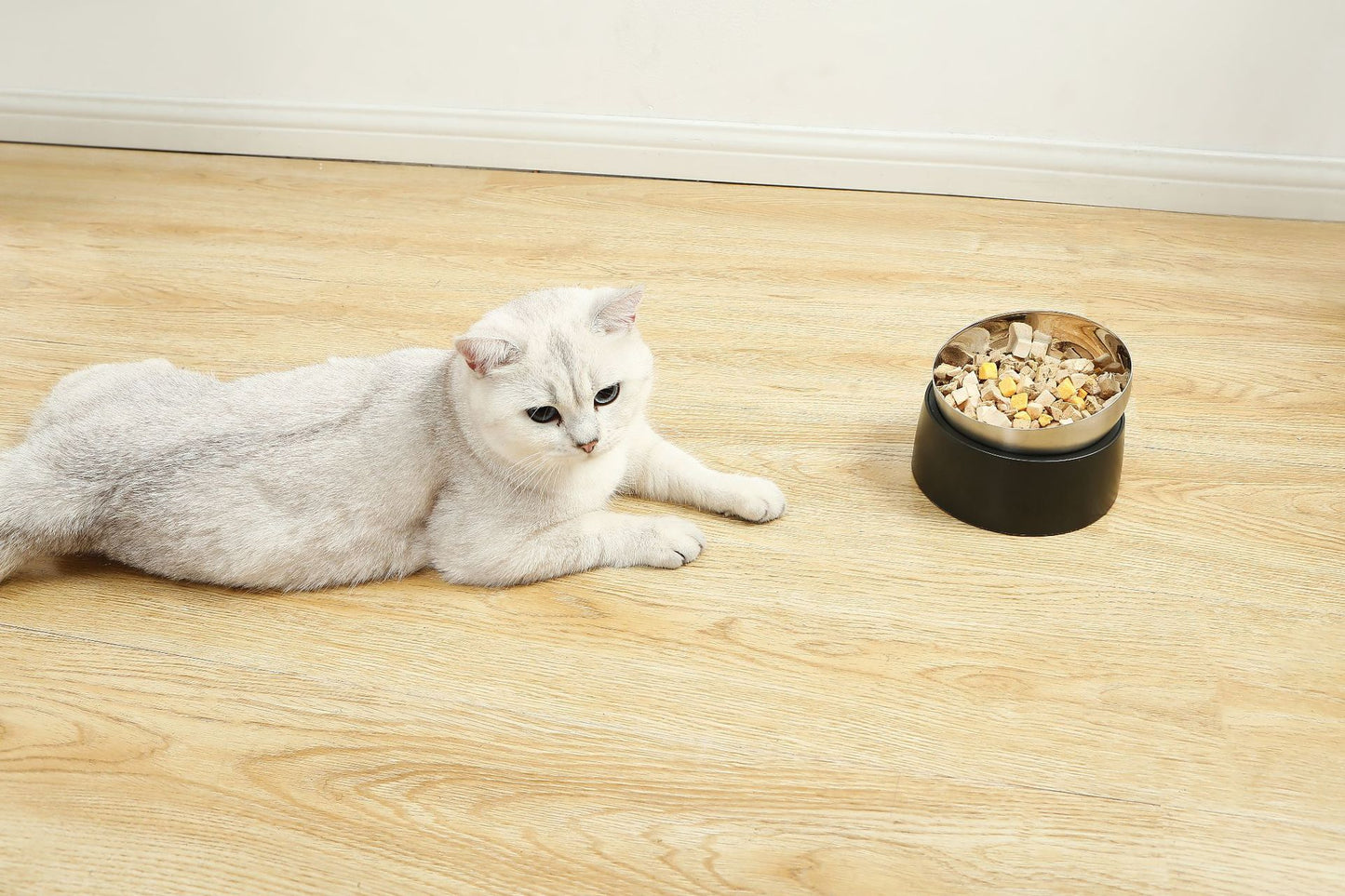 Protection du cou pour animaux de compagnie, bol anti-chute à bouche oblique pour chat