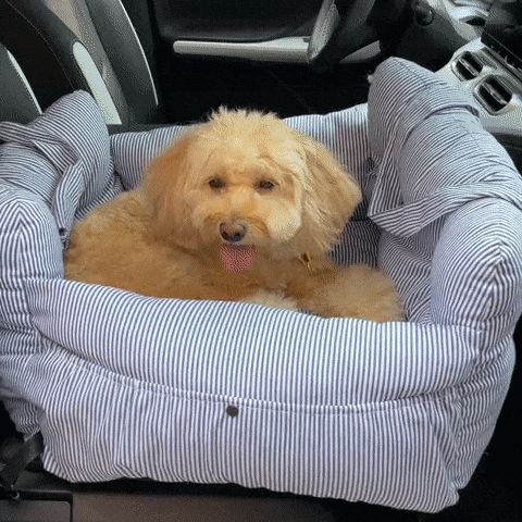 Car Kennel Pet Co-driving Seat Multi-purpose Outing