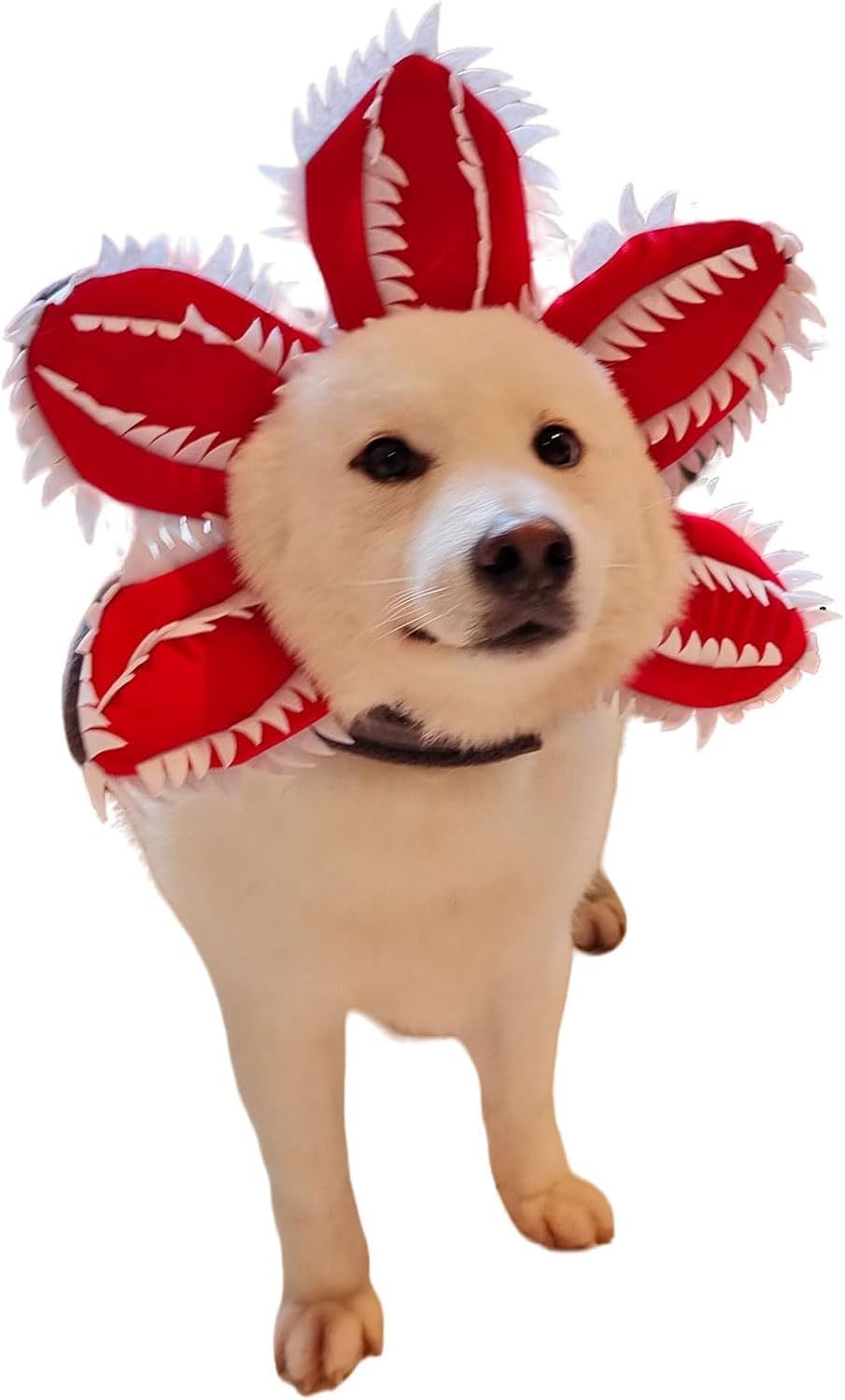 Disfraz de demonio para Halloween para perro, sombrero de demonio para mascota, diadema aterradora, trajes de cosplay de flores, tocado divertido, ropa extraña para perro mediano