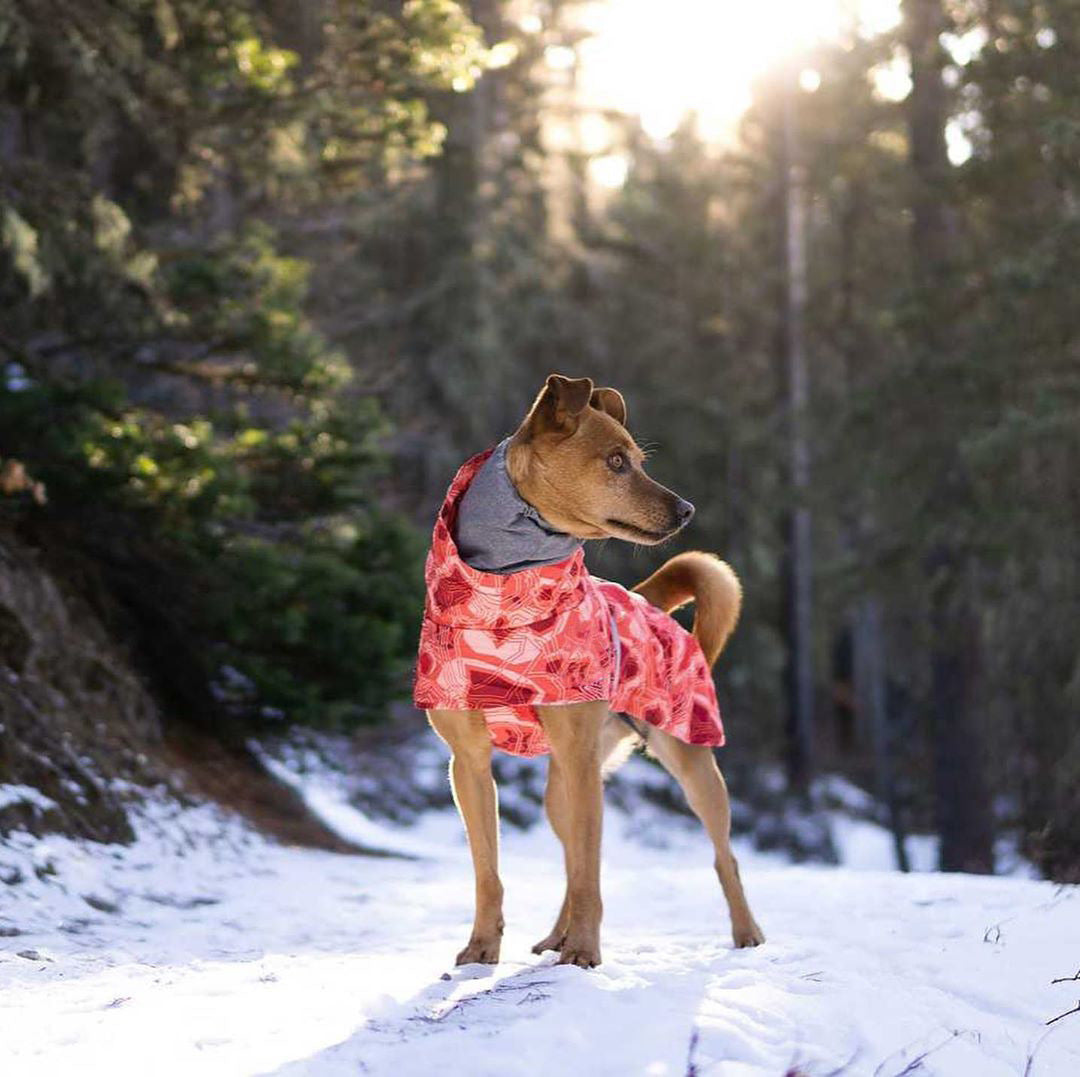 Nuevo Otoño e invierno acolchado nieve cálido impermeable Chaqueta de algodón para perros grandes