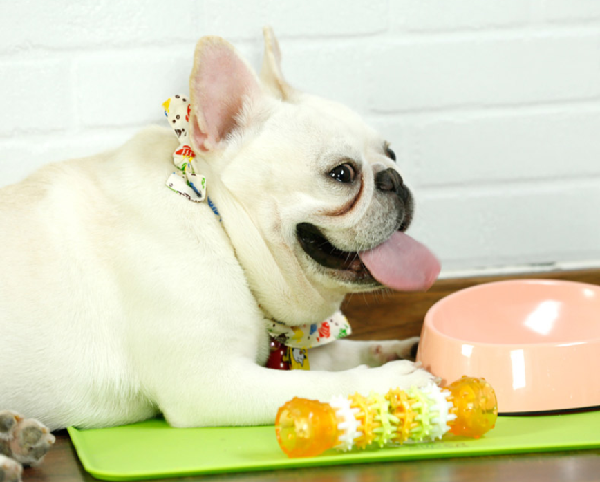 Fournitures pour animaux de compagnie, jouet de nettoyage des dents molaires de chien, Teddy résistant aux morsures, poils dorés, grand chien 