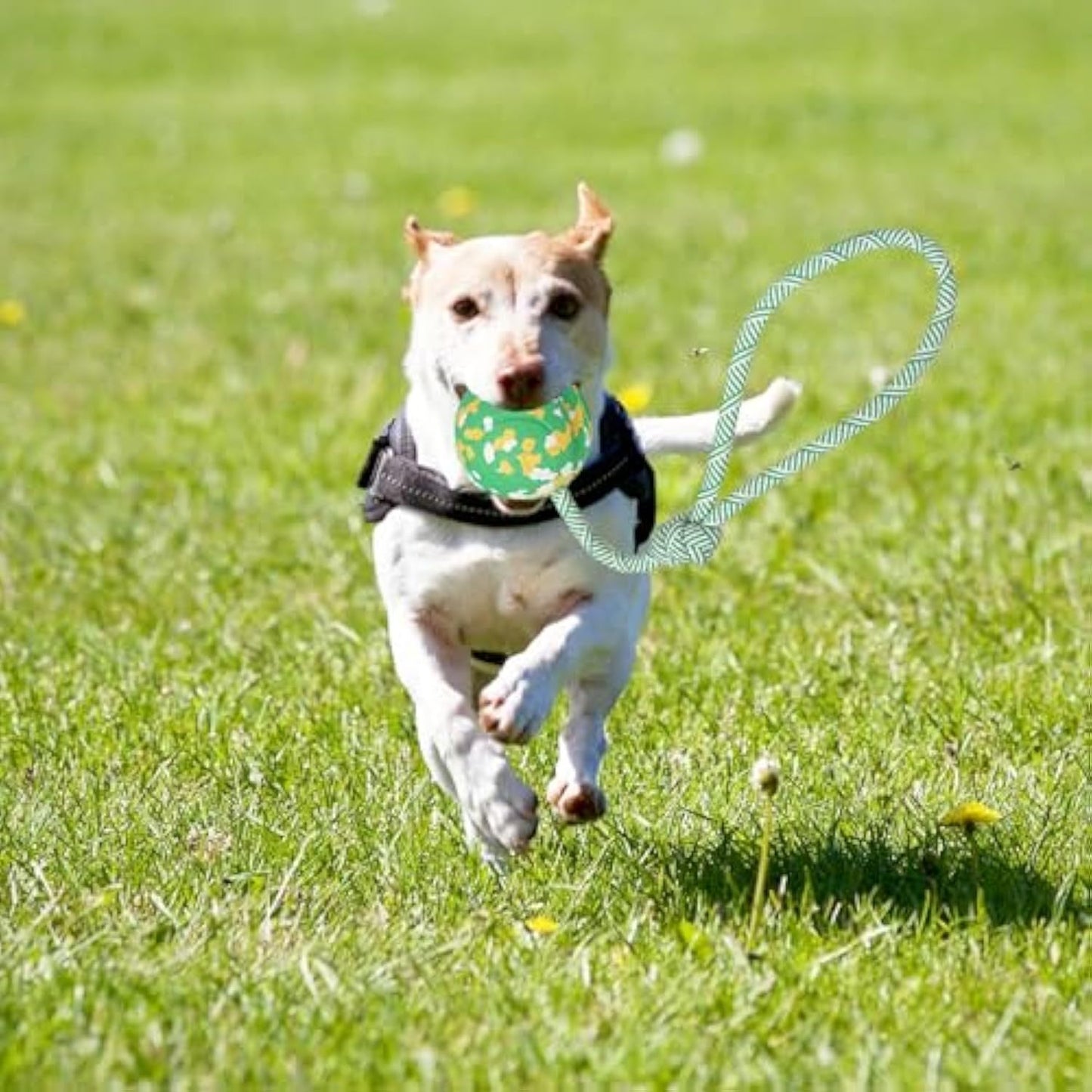 Pelota de cuerda para perros Juguete para perros medianos y pequeños Pelota de cuerda de caucho natural maciza interactiva para perros Juguete para tirar y buscar Juguetes para perros