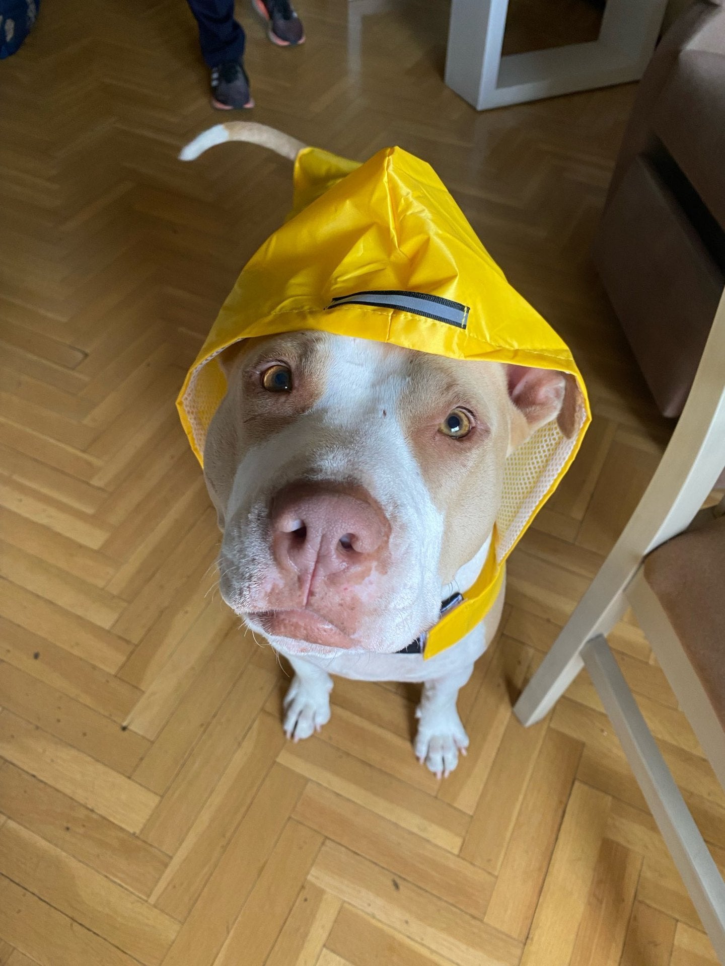 Chubasquero impermeable para cachorros con capucha a prueba de viento para mascotas