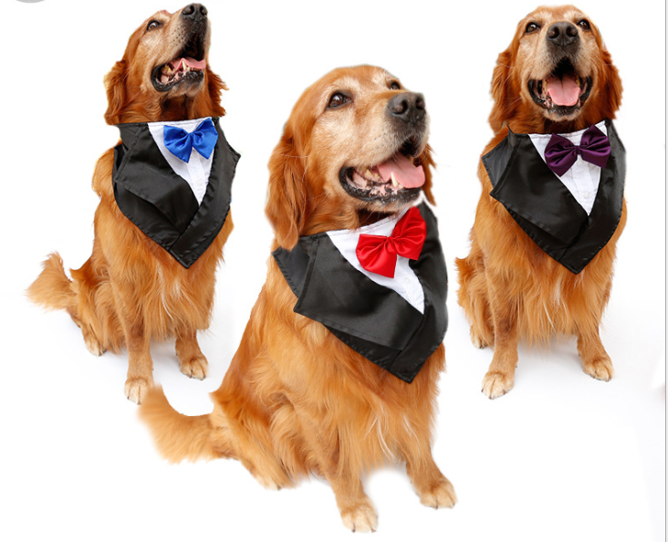 Wedding tuxedo big dog triangle scarf large dog golden hair ancient animal handsome pet scarf scarf