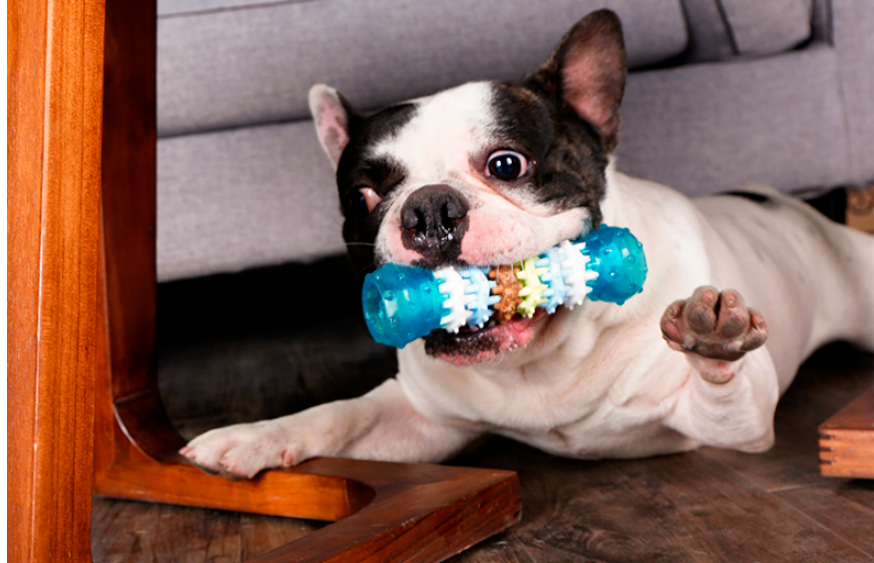 Fournitures pour animaux de compagnie, jouet de nettoyage des dents molaires de chien, Teddy résistant aux morsures, poils dorés, grand chien 