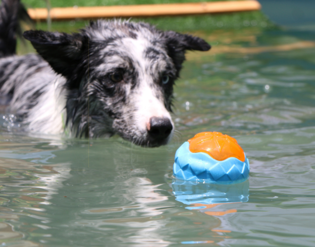 Pelota de juguete para perros con brillo audible, puede flotar, rechinar los dientes, juguete para mascotas