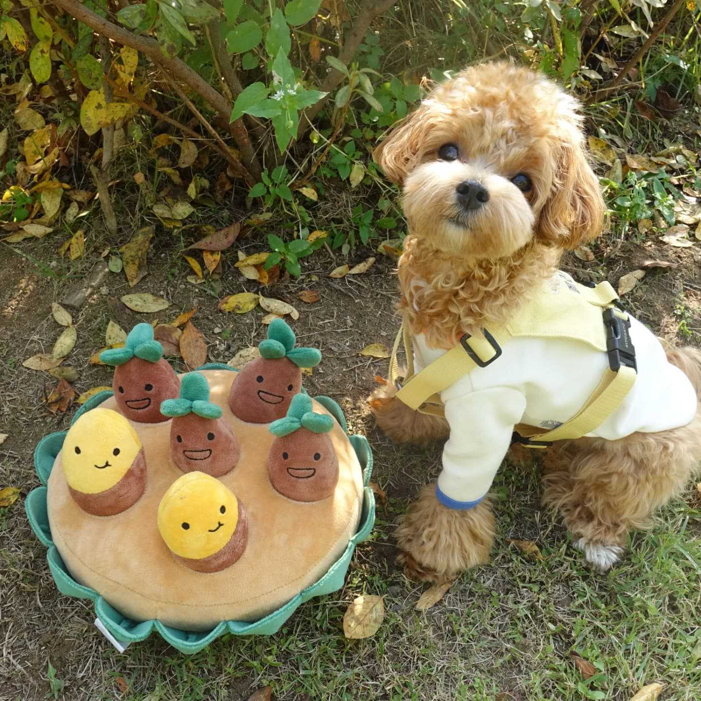 Ensemble de patates douces, jouets pour animaux de compagnie