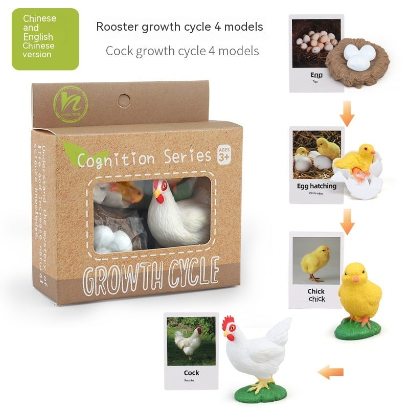 Children's Toy Animal Plant Growth Cycle