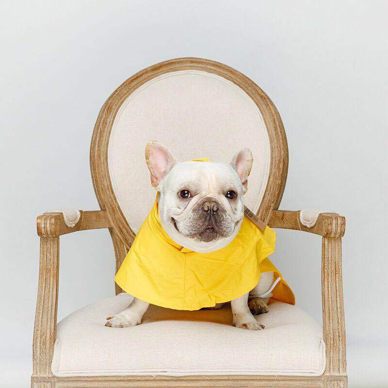 Chubasquero impermeable para mascotas