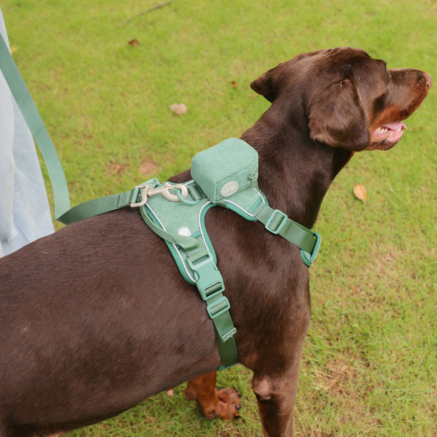 Sac à dos pour chien, poitrine et dos, costume, sac de marche pour chien