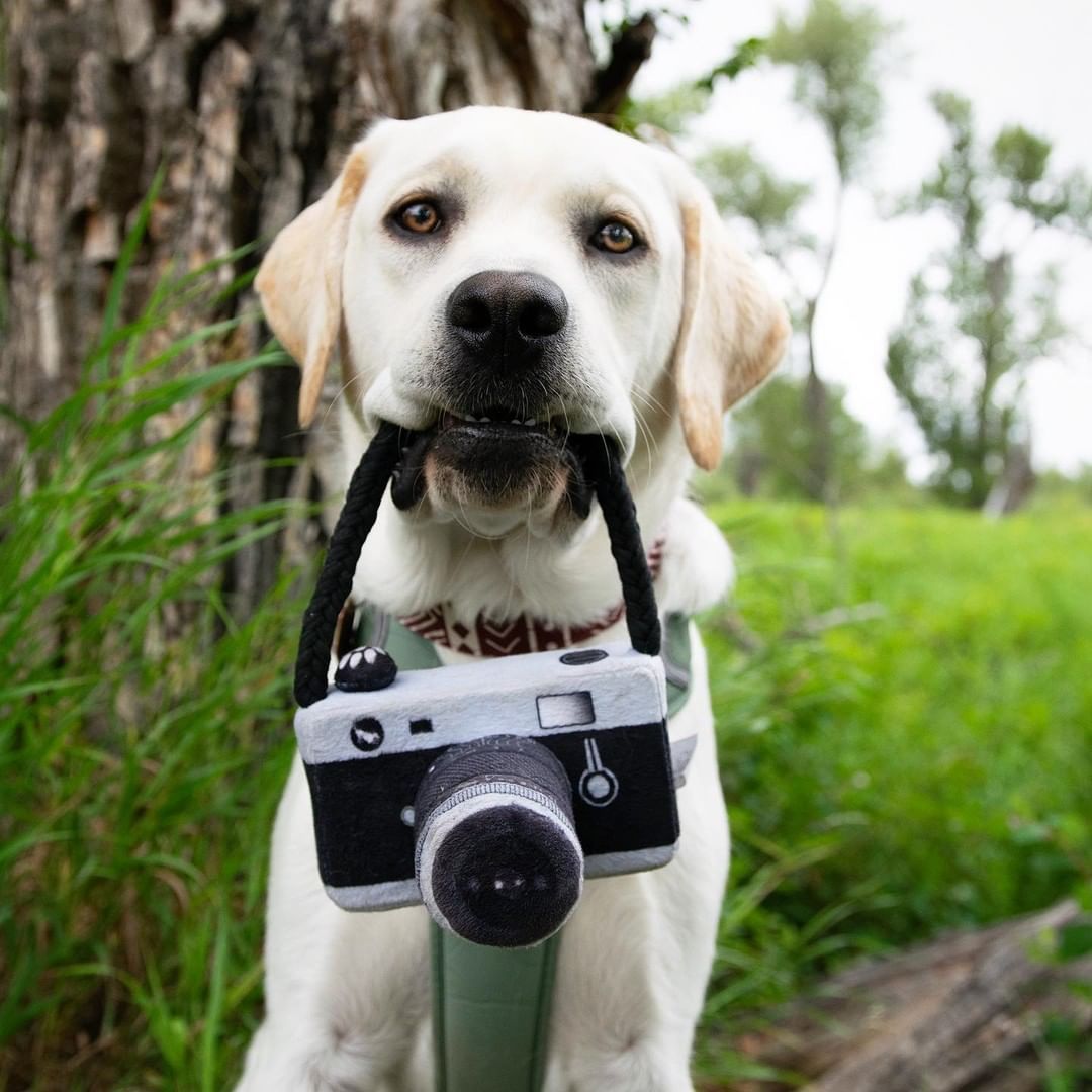 Juguete de apoyo fotográfico para cámara de perro