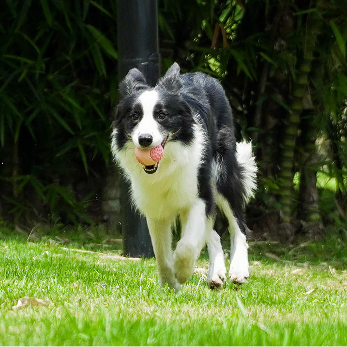 Juguete de pelota para masticar para perros, juguete duradero para masticadores agresivos, un juguete de goma natural para perros grandes y medianos que ayuda con la ansiedad por separación del perro, apto para lavavajillas