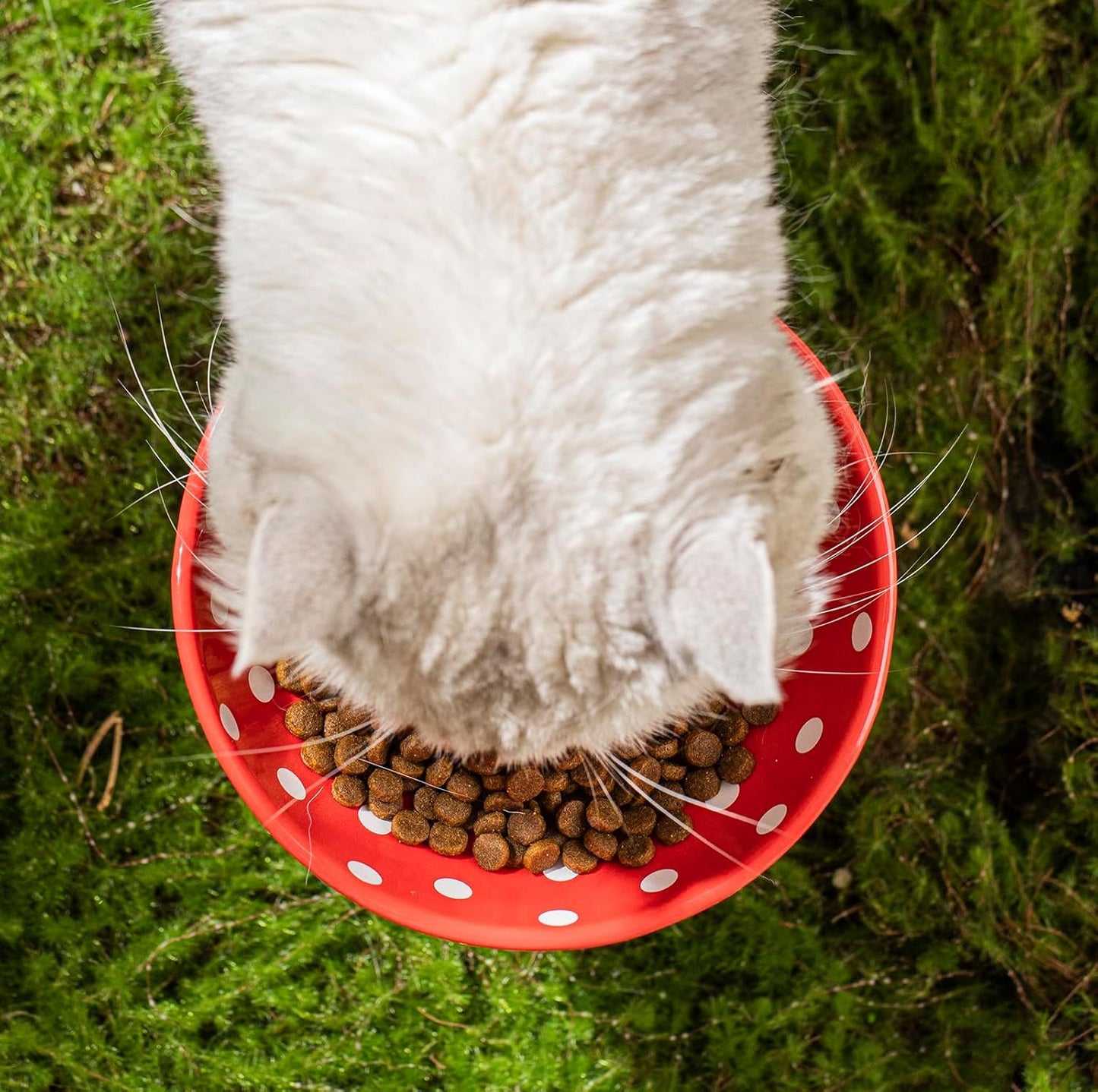 Bol pour chat surélevé en forme de champignon avec un joli design à pois et un matériau en céramique sûr pour les petits animaux de compagnie 