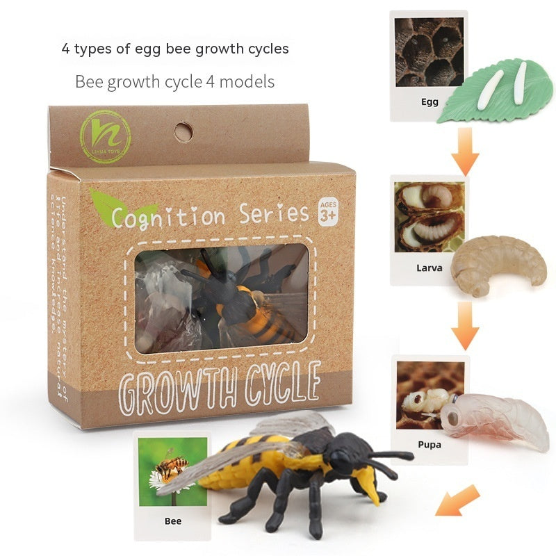 Children's Toy Animal Plant Growth Cycle