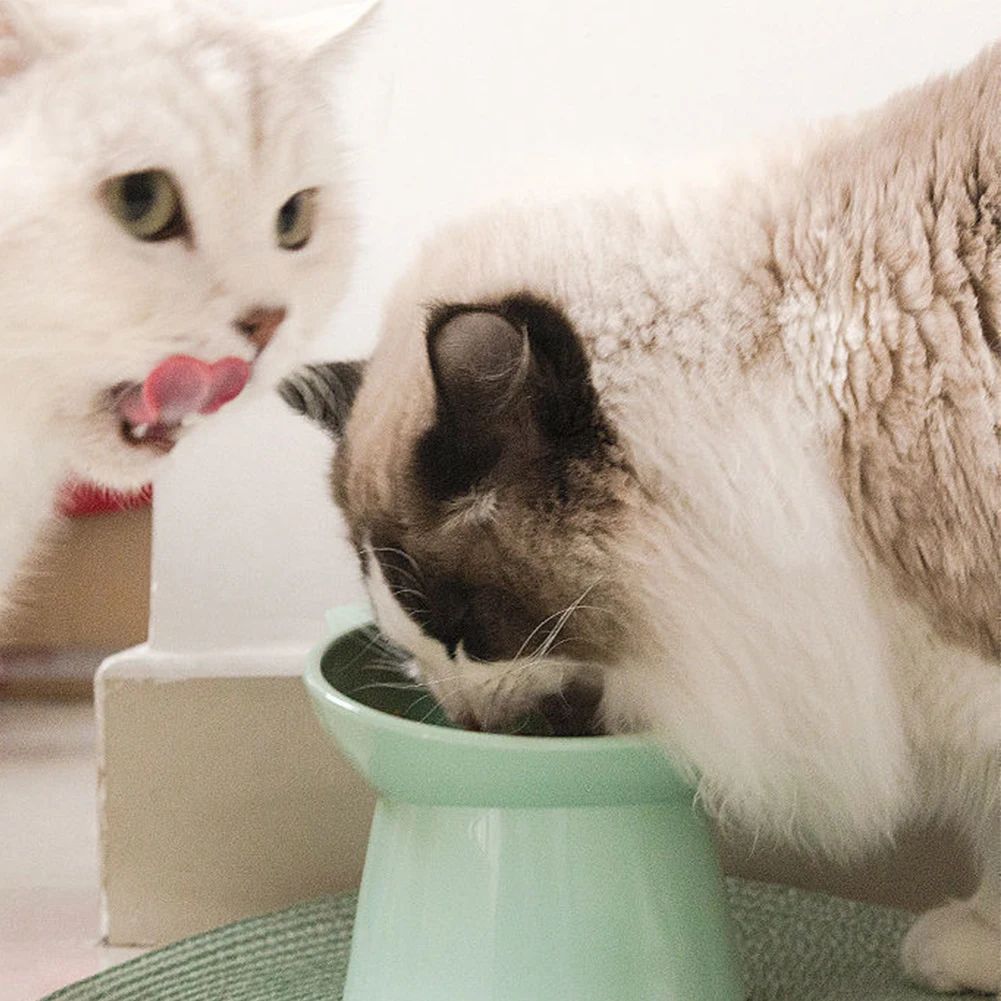 Comedero para gatos inclinado Comedero elevado para gatos Comedero ergonómico elevado para gatos Comedero de plástico antivómitos Antideslizante para gatos Perros 