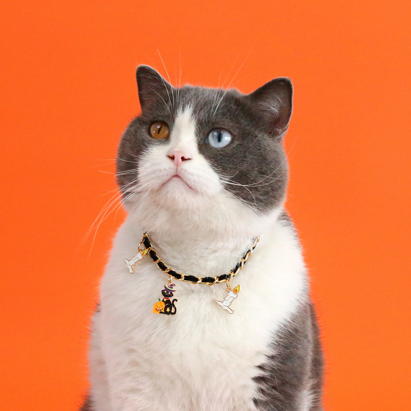 Collar de Halloween para mascotas, accesorio de terciopelo con forma de murciélago