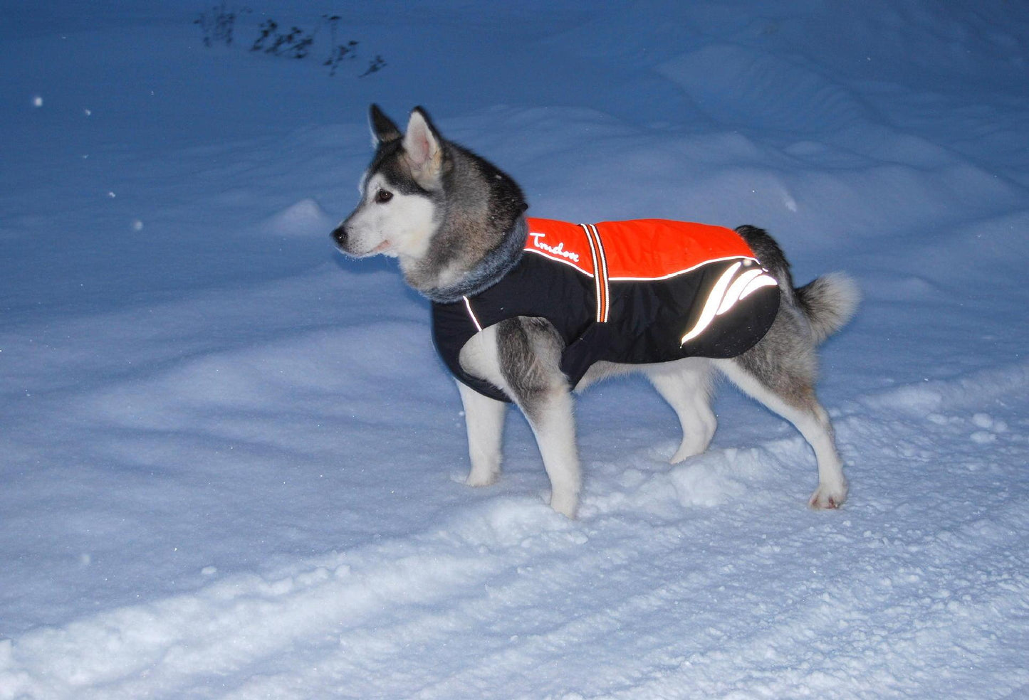 Chaqueta de invierno de pellets cálida y de moda para perros