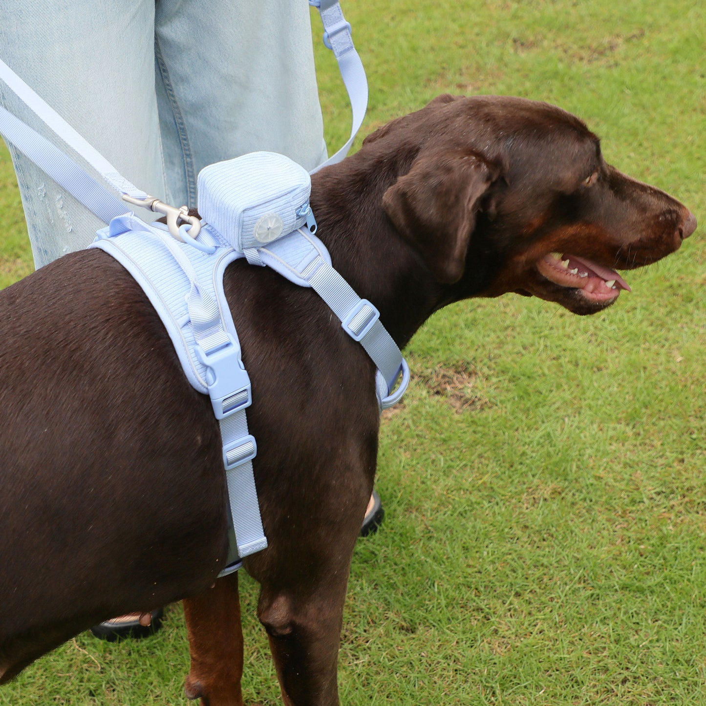 Main tenant la corde anti-déflagrant poitrine dos costume élargi collier pour animaux de compagnie Mini cartable chien tabouret sac