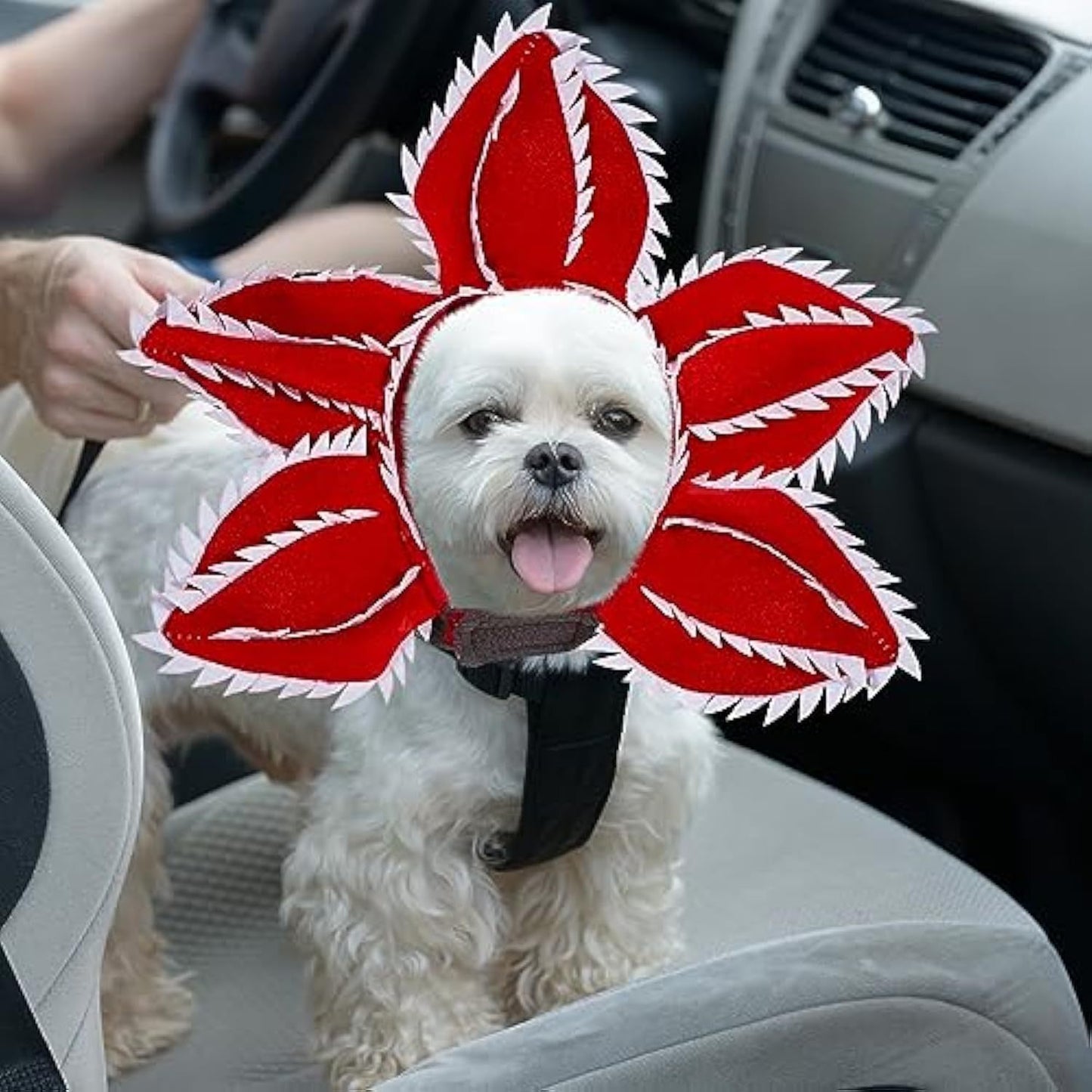 Disfraz de demonio para Halloween para perro, sombrero de demonio para mascota, diadema aterradora, trajes de cosplay de flores, tocado divertido, ropa extraña para perro mediano