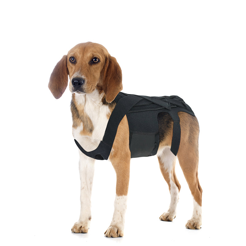 Back Brace For Dogs With IVDD, Arthritis, Back Pain, Surgical Recovery And Rehabilitation, Dachshund Back Pain Relief, IVDD Harness