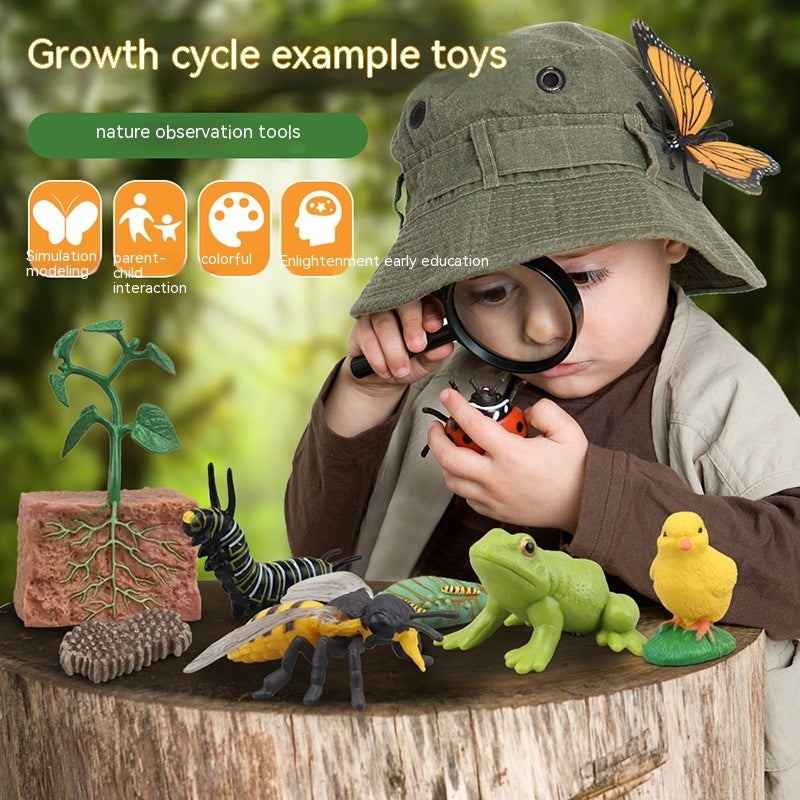 Children's Toy Animal Plant Growth Cycle