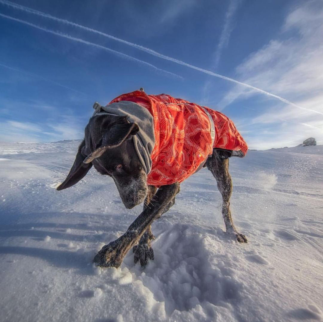 Nuevo Otoño e invierno acolchado nieve cálido impermeable Chaqueta de algodón para perros grandes