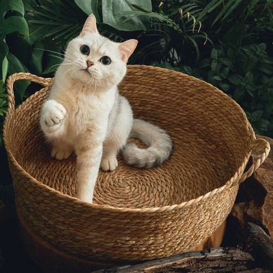 Tapis de quenouilles tout-en-un avec litière pour chat en rotin