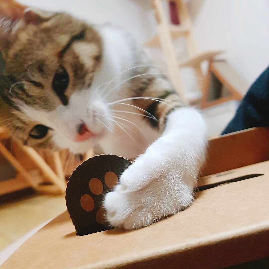 Jouet pour chat Hamster Machine en papier ondulé