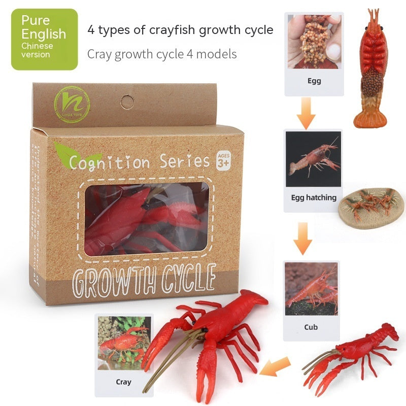 Children's Toy Animal Plant Growth Cycle