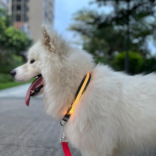 Collar de perro brillante con carga USB