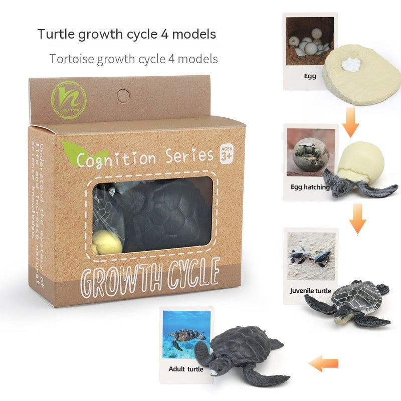 Children's Toy Animal Plant Growth Cycle